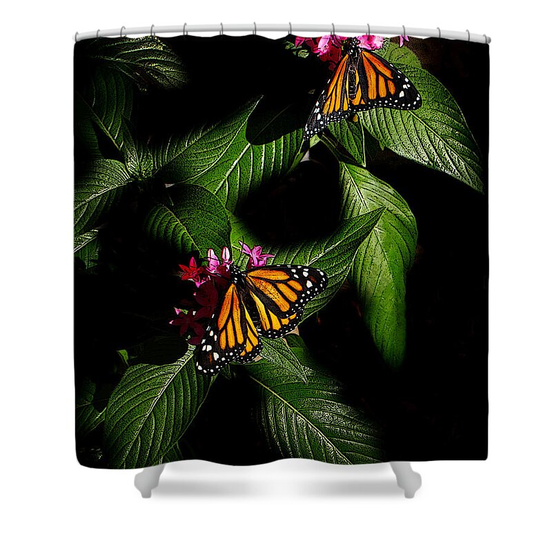 Monarch Butterfly Canvas Print Shower Curtain featuring the photograph Texas Bred by Lucy VanSwearingen