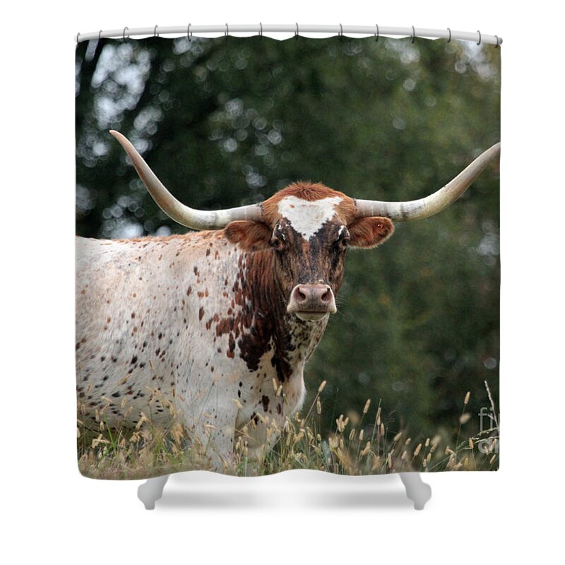 Texas Longhorn Shower Curtain featuring the photograph Texas longhorn 3 by Dwight Cook