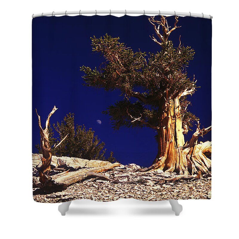 Bristlecone Shower Curtain featuring the photograph The Ancients by Paul W Faust - Impressions of Light