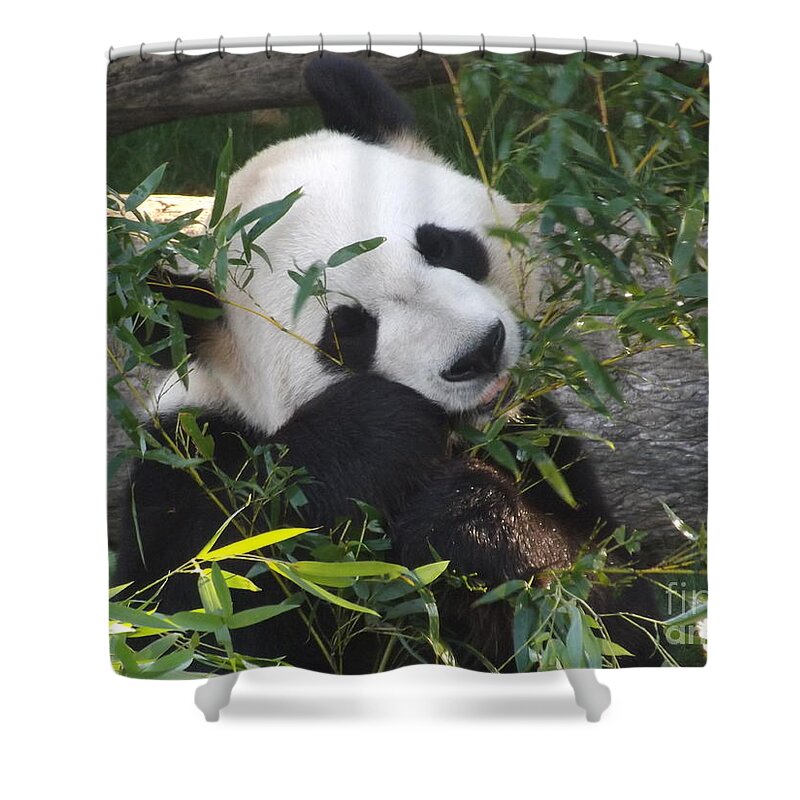 Nature Panda Wild White Fur Animal Black Bear Asia Giant Wildlife China Reserve Shower Curtain featuring the photograph The Art of Posing at Breakfast by Lingfai Leung