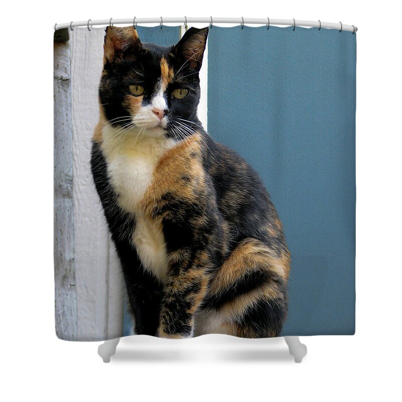 Cat Shower Curtain featuring the photograph The Art Of Watching by Rory Siegel