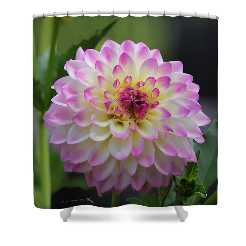Dahlia Shower Curtain featuring the photograph The Beautiful Dahlia by Jeanette C Landstrom