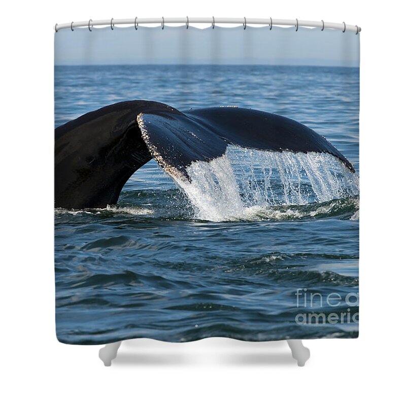 Festblues Shower Curtain featuring the photograph The Big Blue in the Bigger Blues... by Nina Stavlund