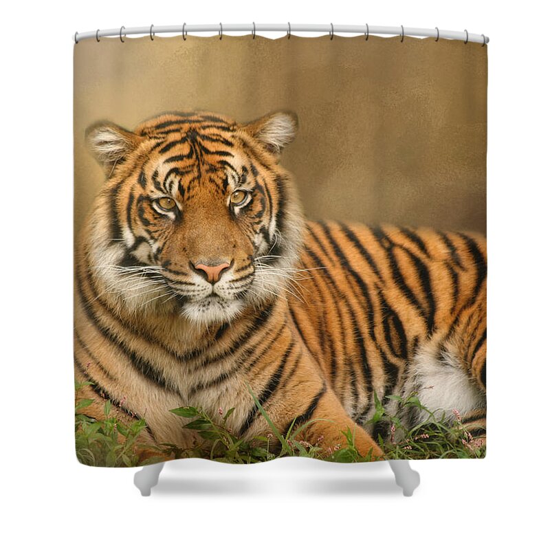Africa Shower Curtain featuring the photograph The Big Cat by Kim Hojnacki