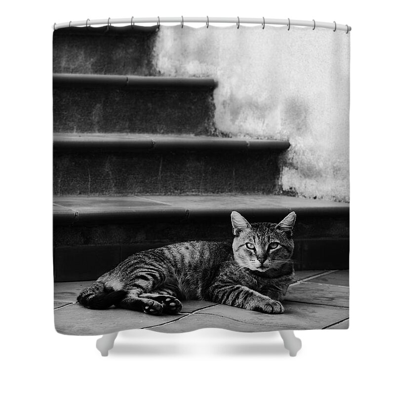 Cat Shower Curtain featuring the photograph The boss by Laura Melis