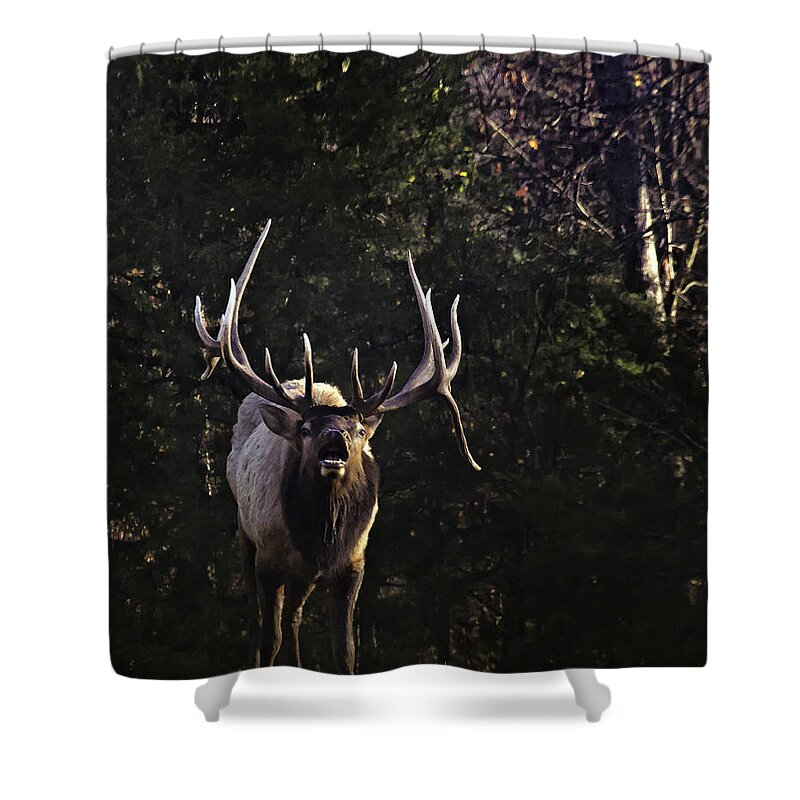 Bull Elk Shower Curtain featuring the photograph The Boxley Stud Snuffing by Michael Dougherty