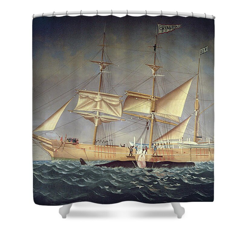 Ship Shower Curtain featuring the photograph The Catalpa With Whale Oil On Canvas by American School