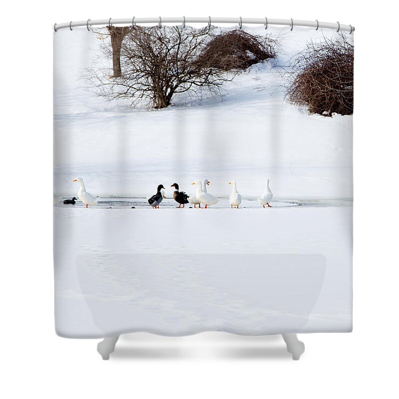 Honk Shower Curtain featuring the photograph The Chattering Gaggle by Courtney Webster