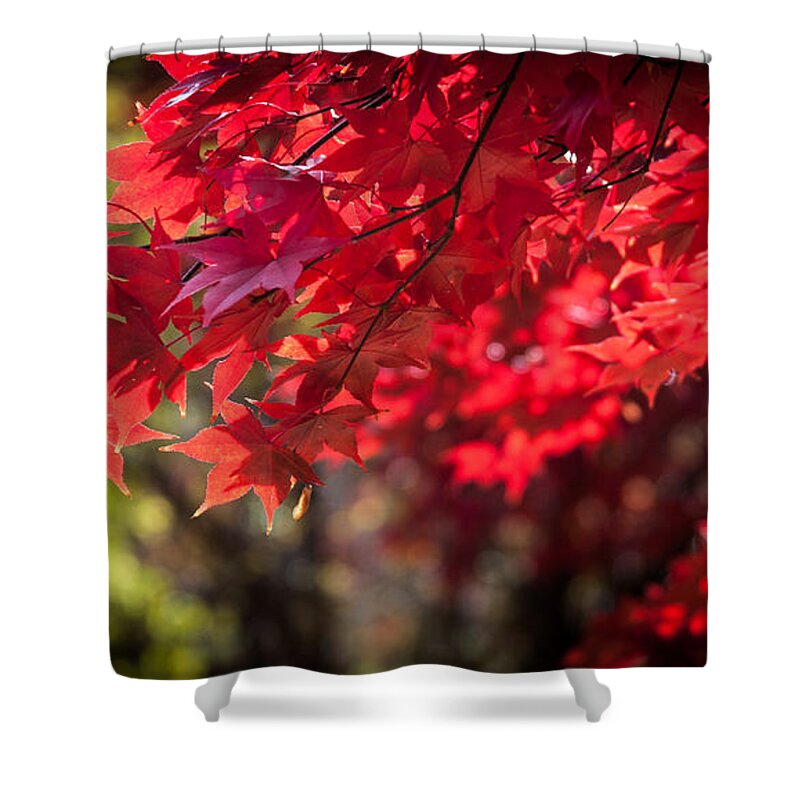 Japanese Maple Shower Curtain featuring the photograph The Color of Fall by Patrice Zinck