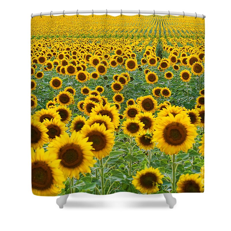 Flowers Shower Curtain featuring the photograph The Colorado Gold Fields by Jim Garrison