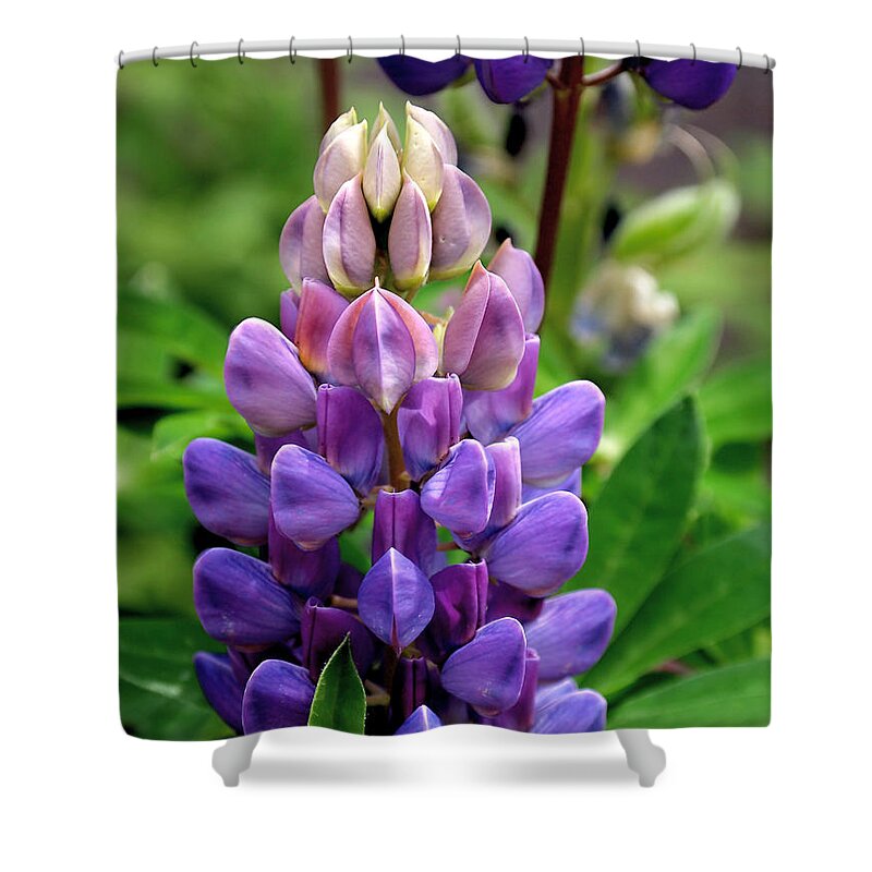 Lupin Shower Curtain featuring the photograph The Colors of Lupine by Rona Black