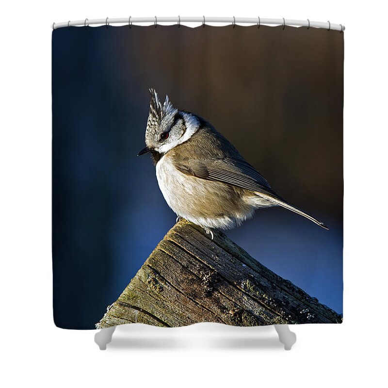Crested Tit Shower Curtain featuring the photograph The Crested Tit in the Sun by Torbjorn Swenelius