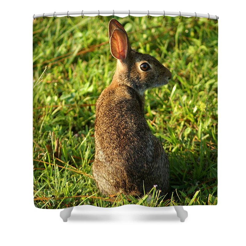 Bunny Shower Curtain featuring the photograph The Curious Rabbit by Patricia Twardzik