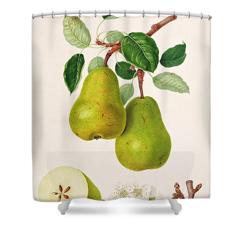 Pear Art Shower Curtains