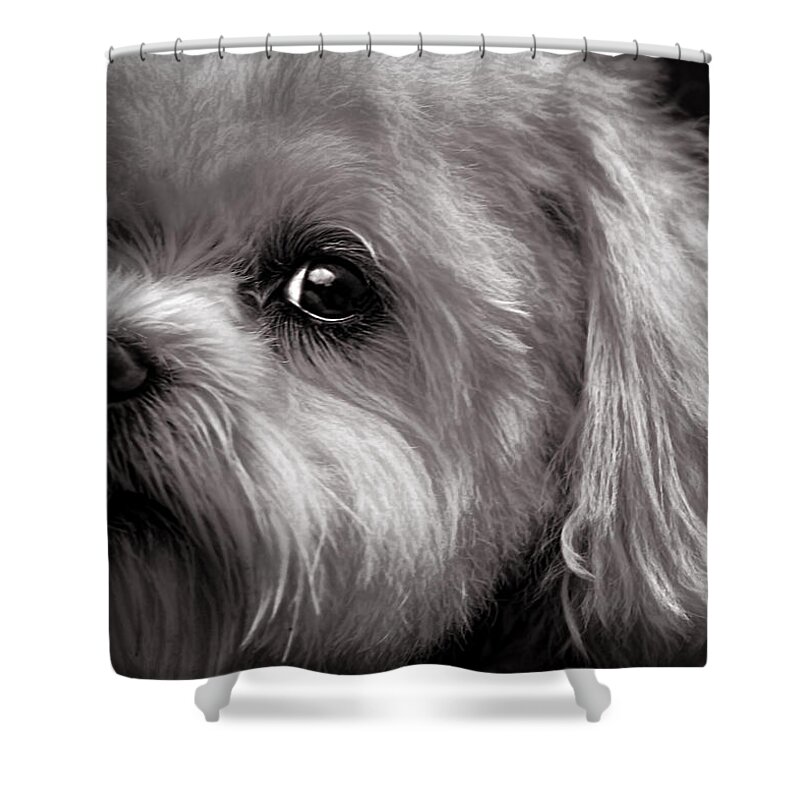 Dog Shower Curtain featuring the photograph The Dog Next Door by Bob Orsillo