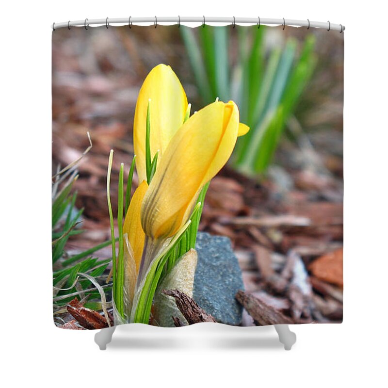 Flower Shower Curtain featuring the photograph The Earth Awakens by Barbara McDevitt