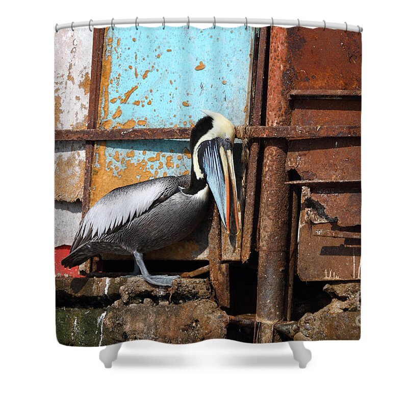 Pelicans Shower Curtain featuring the photograph The Eavesdropper by James Brunker