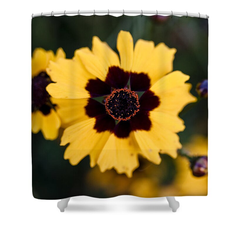 Flower Shower Curtain featuring the photograph The Eye of the Flower by Tara Lynn
