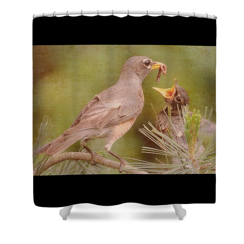 American Robin Shower Curtain featuring the photograph The Feeding by Michelle Ayn Potter