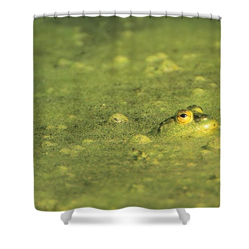 Amphibian Shower Curtain featuring the photograph The Frog in Green Algae by John Harmon