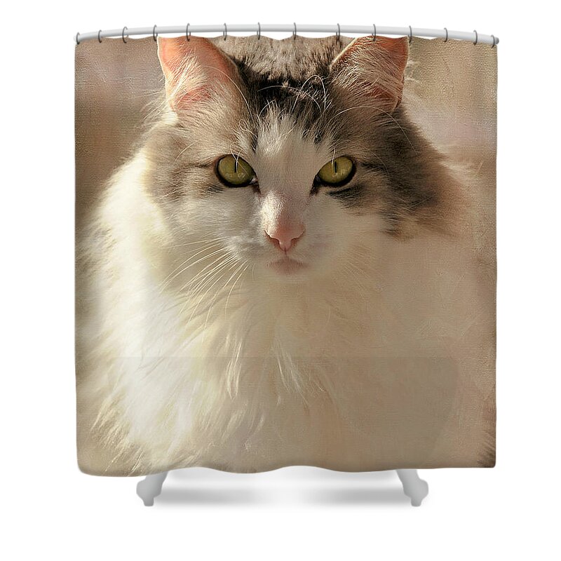 Cat Shower Curtain featuring the photograph The Gaze by Liz Mackney