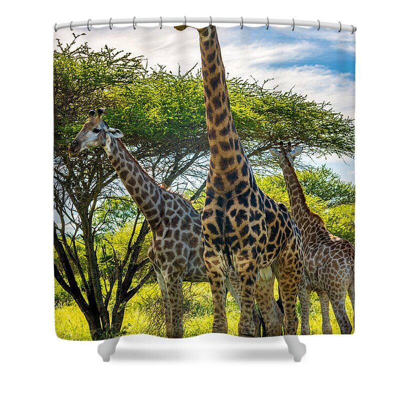 Giraffe Shower Curtain featuring the photograph The Giraffe Family by Andrew Matwijec