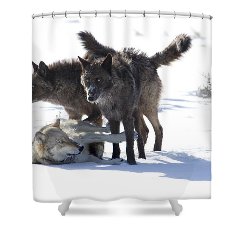 Wolves Shower Curtain featuring the photograph The Girls by Deby Dixon