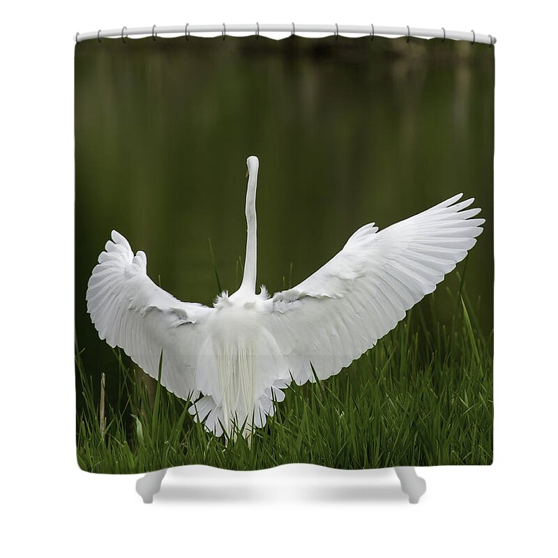 Great Egret Shower Curtain featuring the photograph The Great Egret 2 by Thomas Young