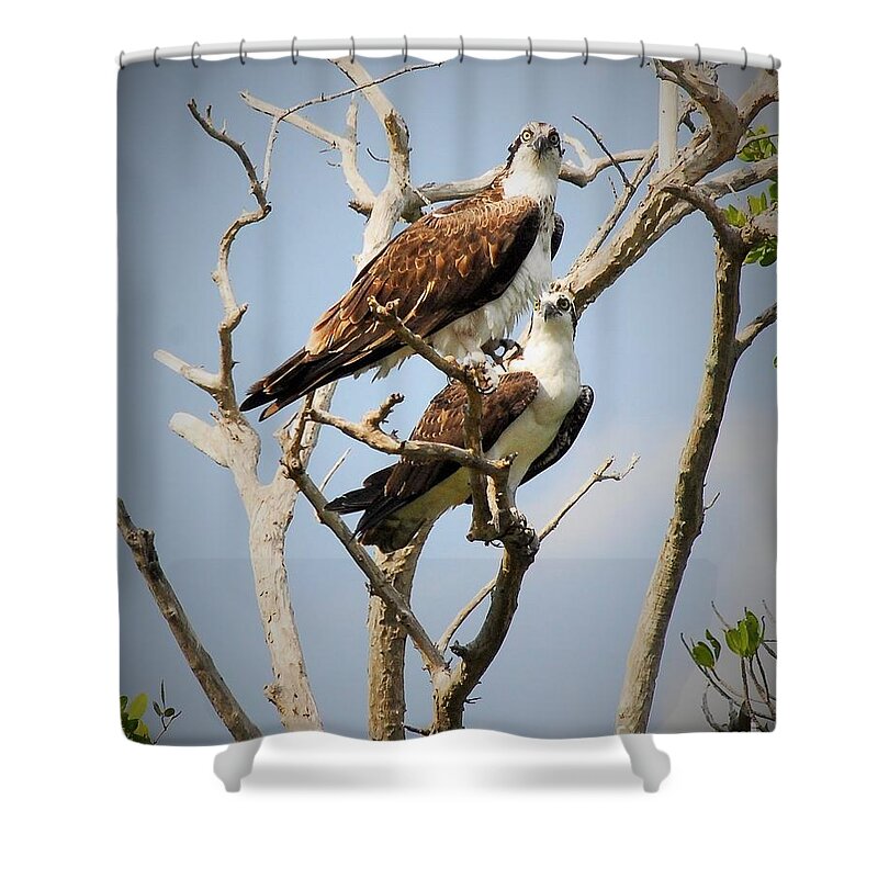 Osprey Shower Curtain featuring the photograph The Happy Couple by Quinn Sedam