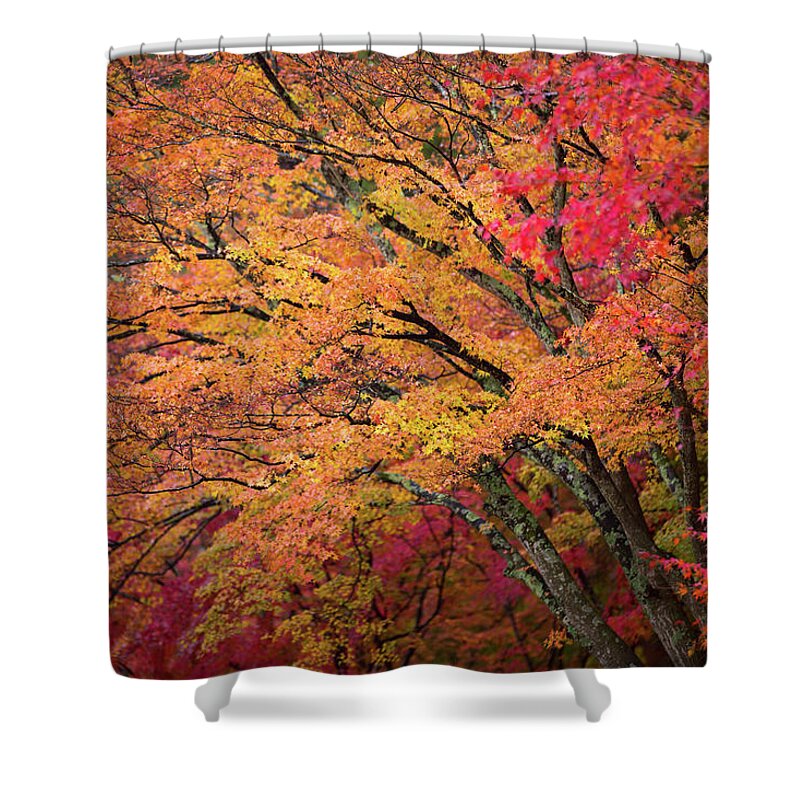 Scenics Shower Curtain featuring the photograph The Harmony Of The Fall Color by Blueridgewalker