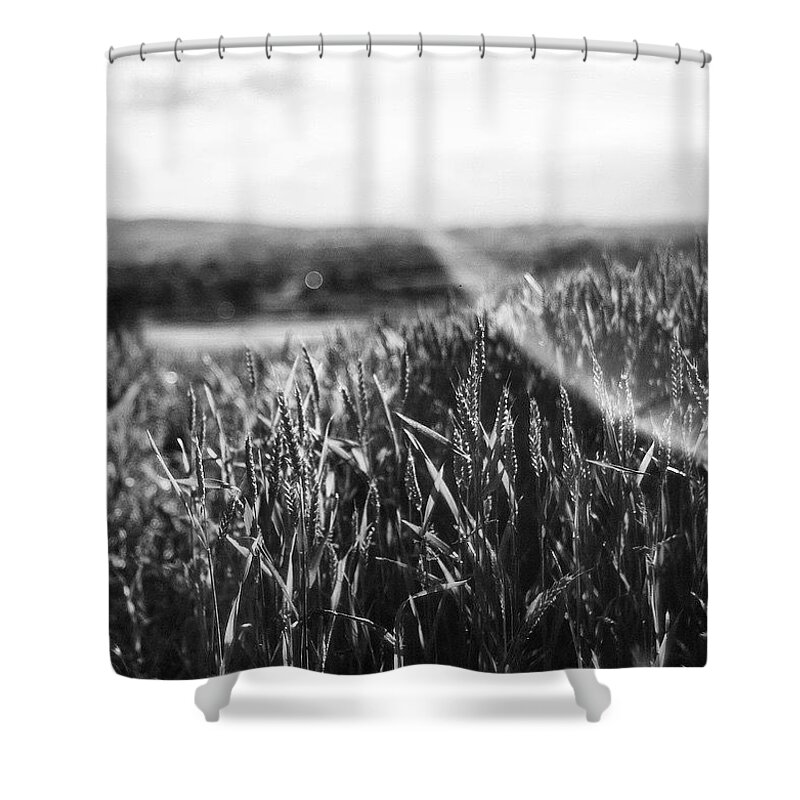  Shower Curtain featuring the photograph The Harvest, Northern Ireland. We Are by Aleck Cartwright