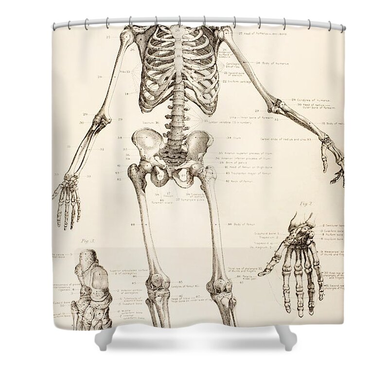 Medical; Medicine; Diagram; Anatomy; Anatomical; Bone; Bones Shower Curtain featuring the drawing The Human Skeleton by English School