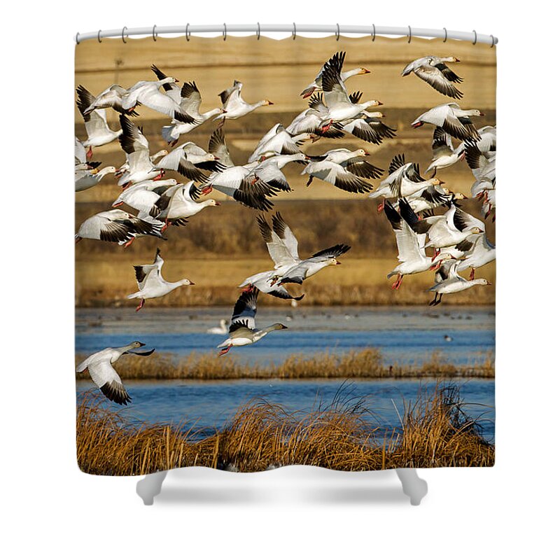 Snow Geese Shower Curtain featuring the photograph The Journey by Jack Bell
