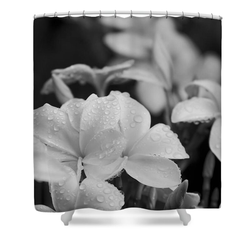 Plumeria Shower Curtain featuring the photograph The joy of how you whisper by Sharon Mau