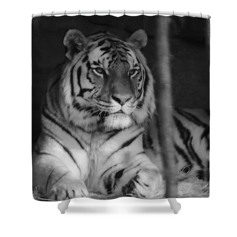 Amur Shower Curtain featuring the photograph The Jungle's Ruler by Laddie Halupa