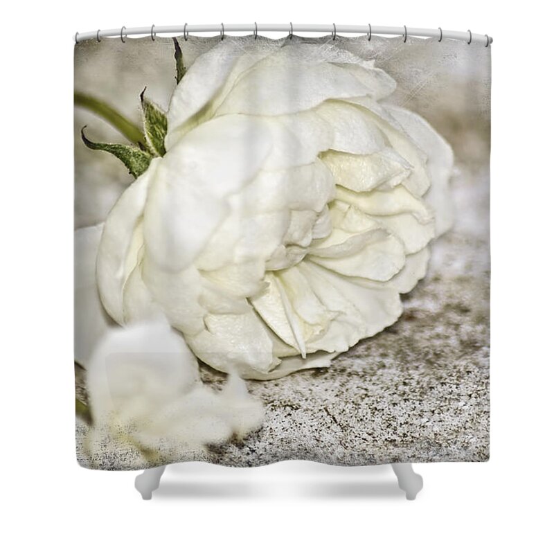 Rose Shower Curtain featuring the photograph The Last Rose by Carolyn Marshall