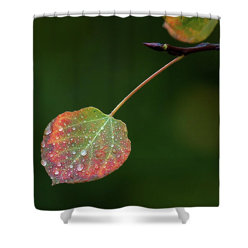 Autumn Shower Curtain featuring the photograph The Latter Rain by Jim Garrison
