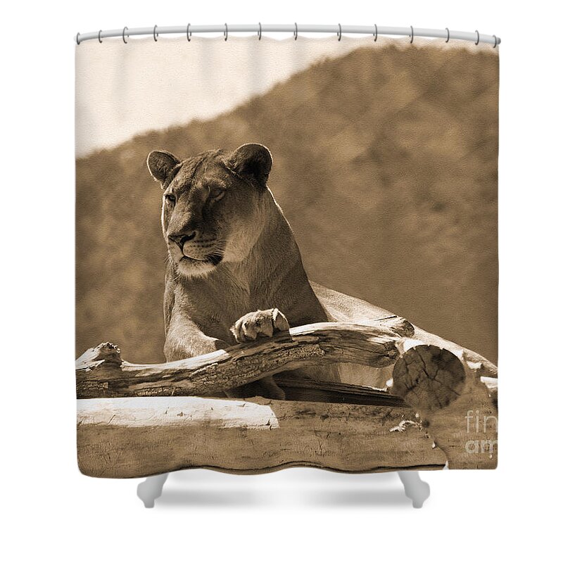Lioness Shower Curtain featuring the photograph The Lioness Out of Africa by Janice Pariza