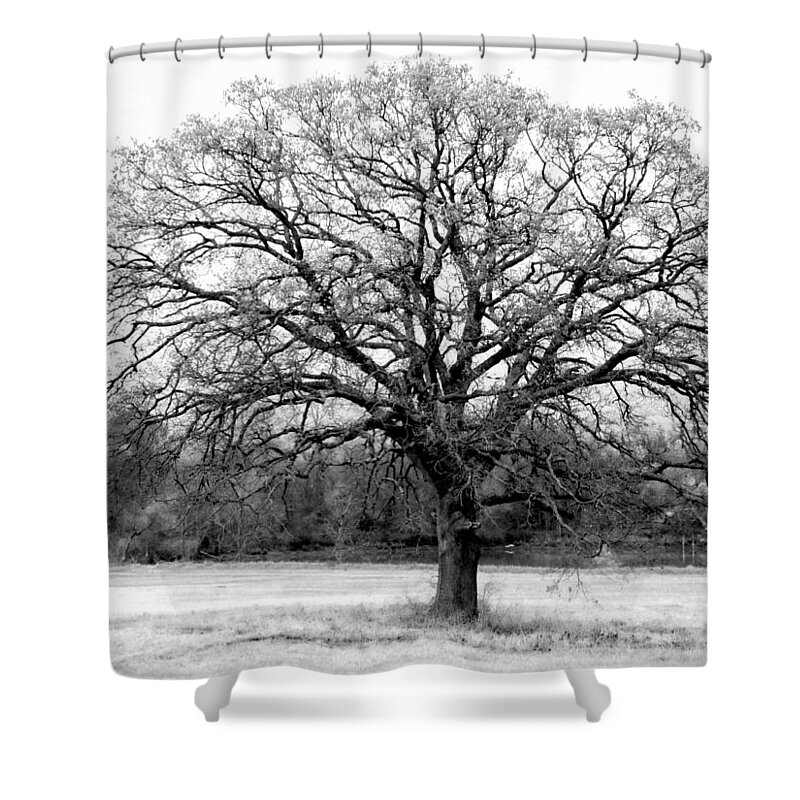 Tree Shower Curtain featuring the photograph The Living Tree by Deborah Crew-Johnson