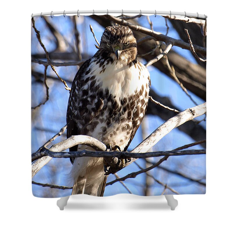 Wild Coopers Hawk Shower Curtain featuring the photograph The Look Says it All by Thomas Young