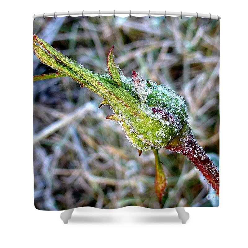 Rose Shower Curtain featuring the photograph The Lost Rose of Summer by Amalia Suruceanu