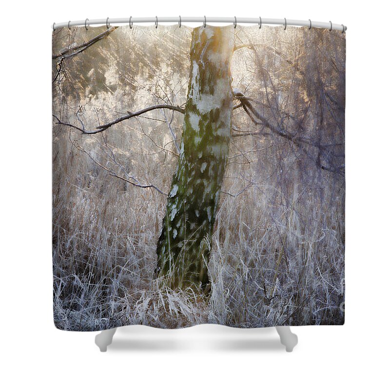 The Magic Forest Shower Curtain featuring the photograph The Magic Forest-09 by Casper Cammeraat