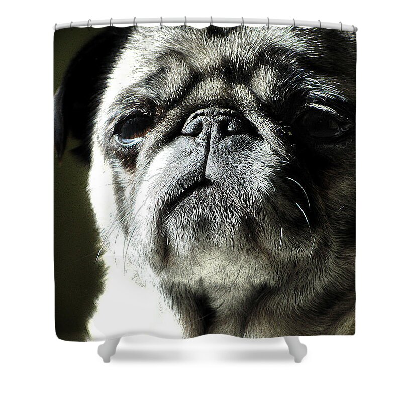 Dog Shower Curtain featuring the photograph The Matriarch by Michael Eingle