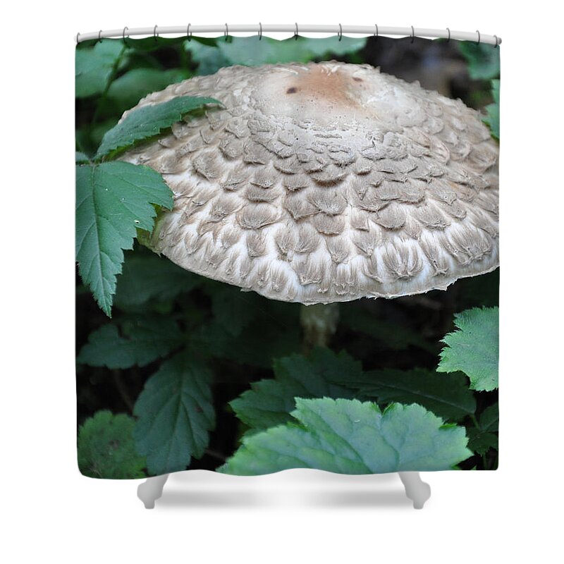 Mushroom Shower Curtain featuring the photograph The Mushroom by Kirt Tisdale