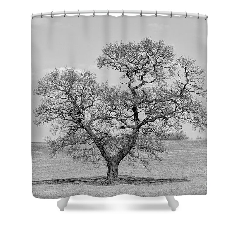 Oak Shower Curtain featuring the photograph The old Oak - mono by Steev Stamford