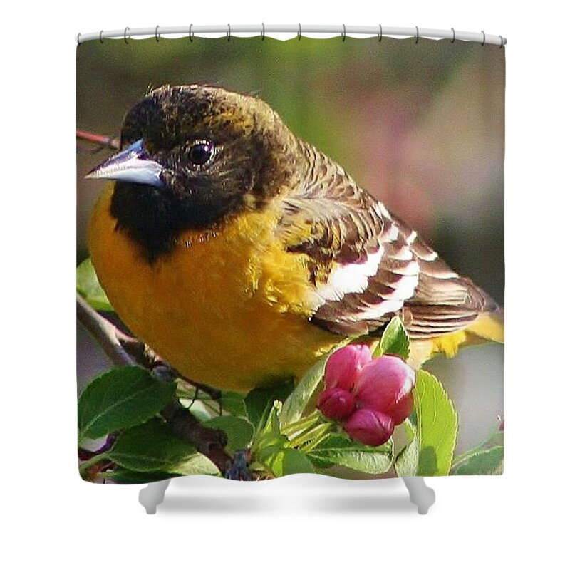 Oriole Shower Curtain featuring the photograph The Orioles Return by Bruce Bley