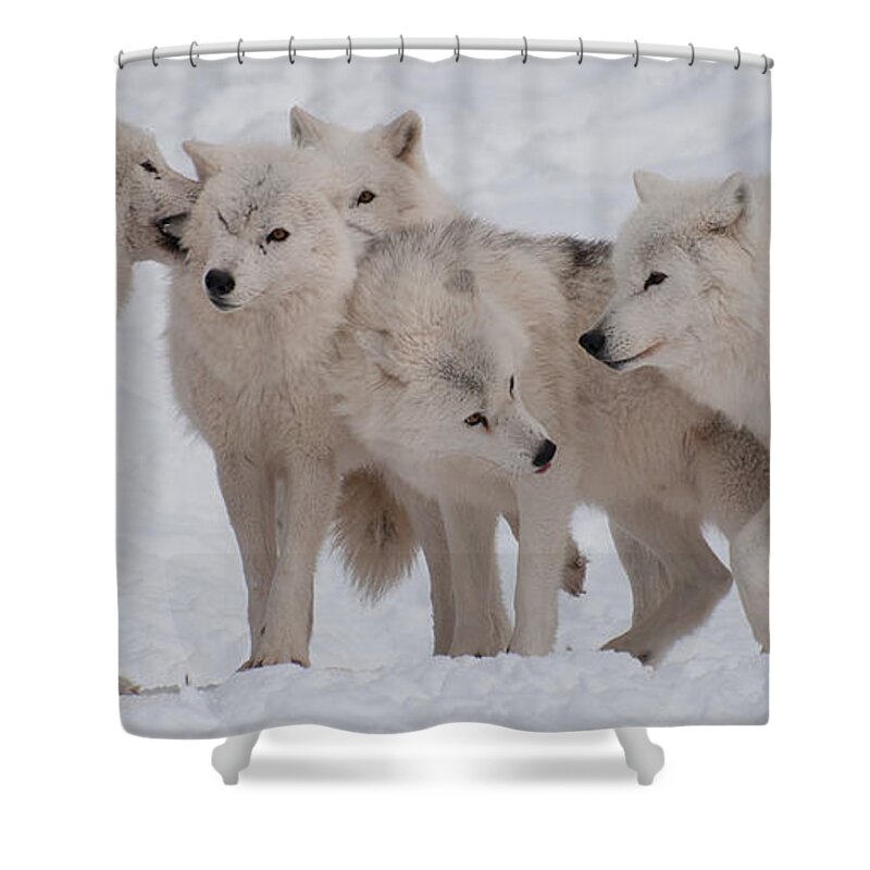 Arctic Wolves Shower Curtain featuring the photograph The Pack by Bianca Nadeau