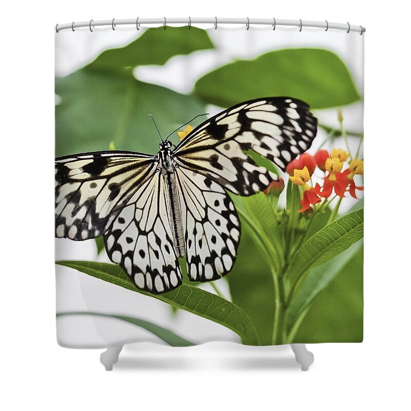 Butterfly Shower Curtain featuring the photograph The Paper Kite Butterfly by Maj Seda