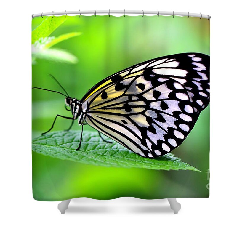 Butterfly Shower Curtain featuring the photograph The Paper Kite or Rice Paper or Large Tree Nymph butterfly also known as Idea leuconoe 2 by Amanda Mohler