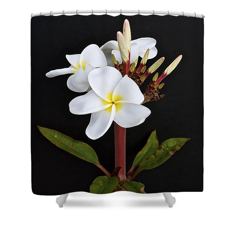 Plumeria Shower Curtain featuring the photograph The Plumeria by Gwyn Newcombe